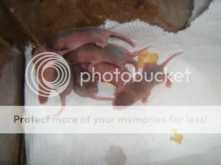 IMG_4355.jpg