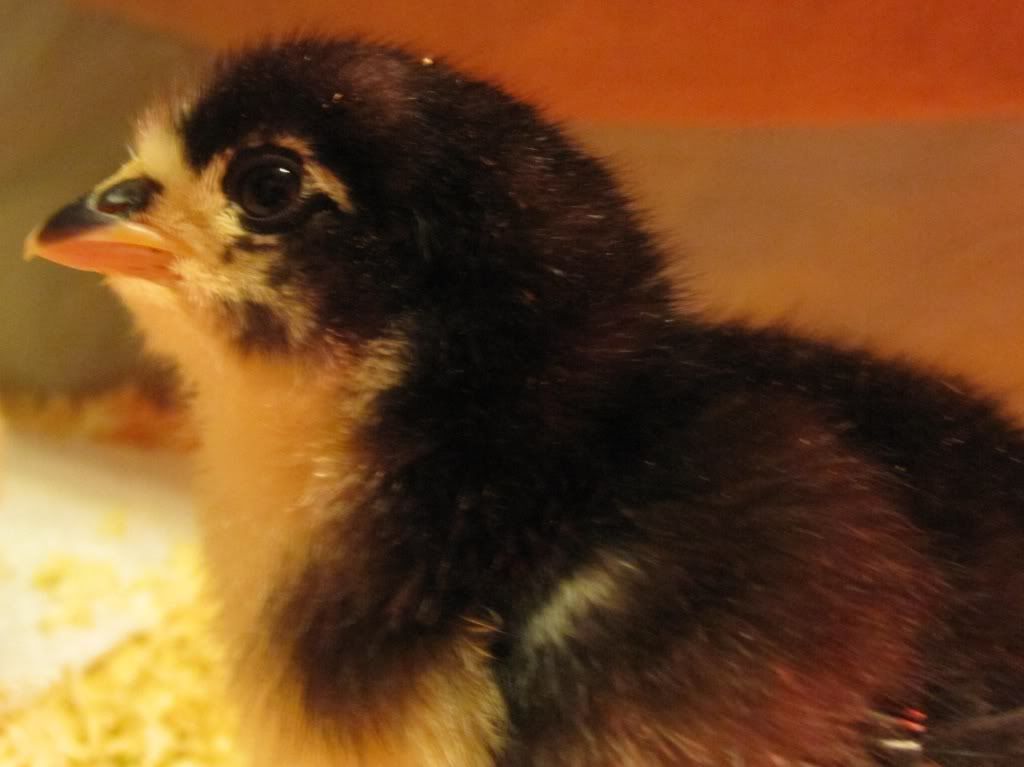 blackaustralorp.jpg