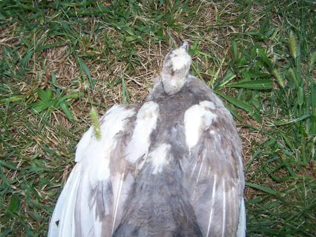 peachicks069.jpg