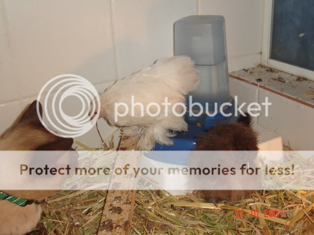 chickens013.jpg
