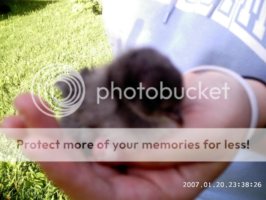 chicksanstuff2006.jpg