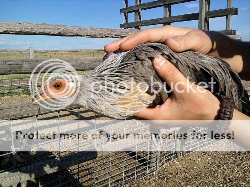 phoenxi2.jpg