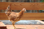 DSC_0076.JPG