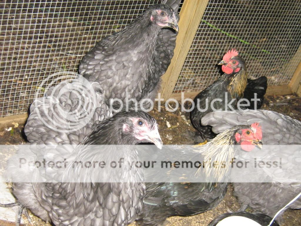 LindasChickens018.jpg