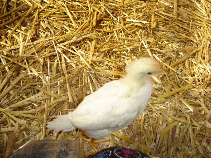Picture042.jpg