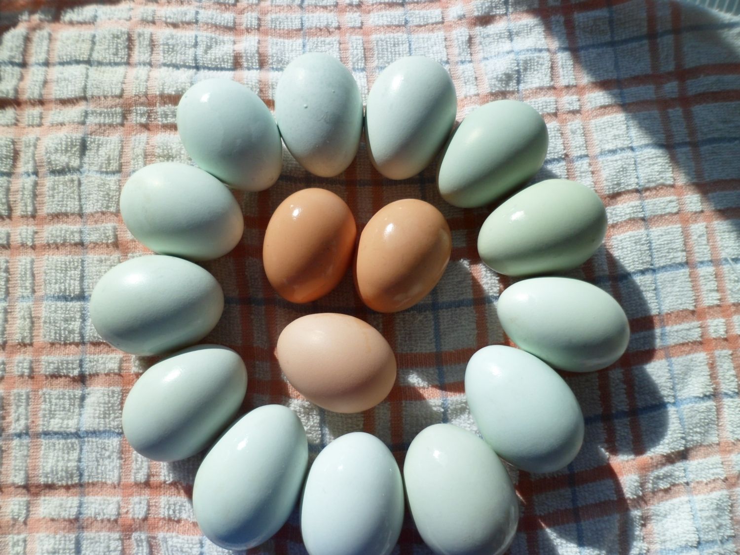 62fc8f85_Eggs22012.jpeg