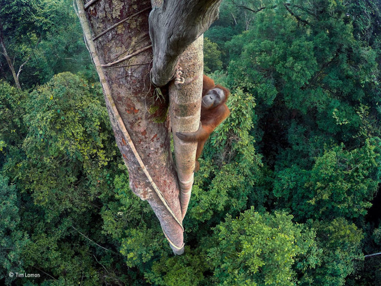 aMGMMjnbN7XxCrdqXBrw_wildlifetim.jpg
