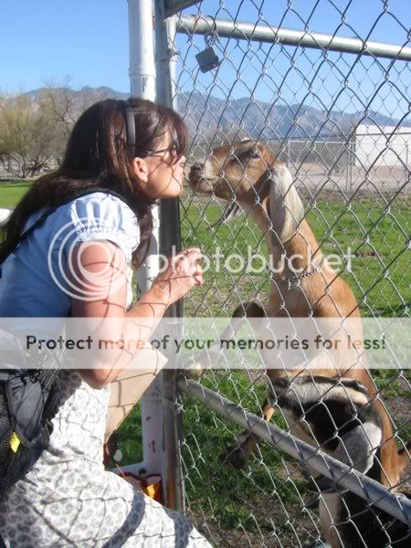 KissingGoat.jpg