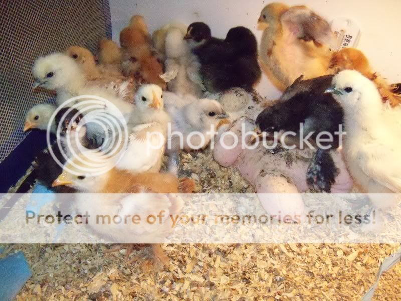 chicks2weeks013.jpg