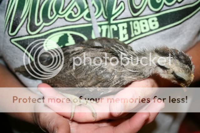 idkbantam1.jpg