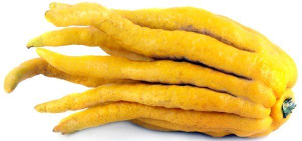 Buddhas-Hand.jpg