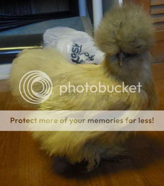 PIpullet8.jpg
