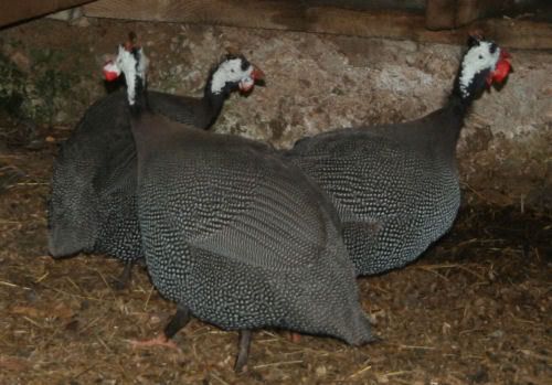 oldguineas.jpg
