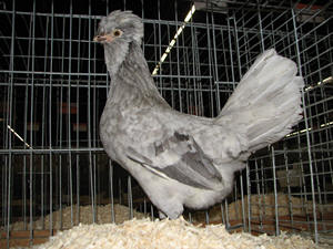 Houdan_Blauwbont_hen.jpg