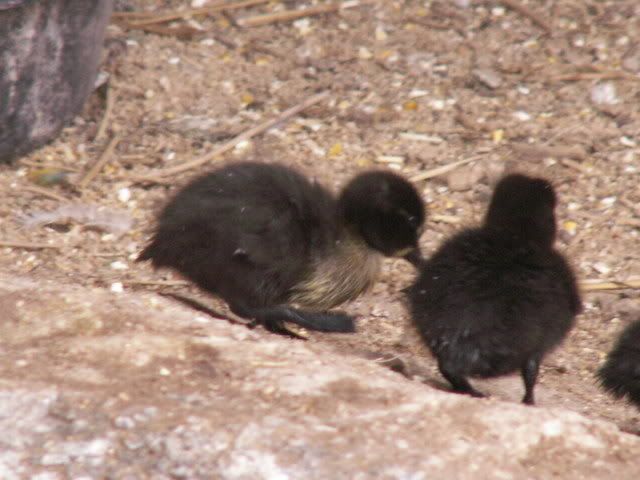 ducklings08003.jpg