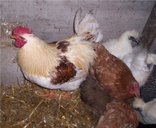 Kramerandabunchofhens.jpg