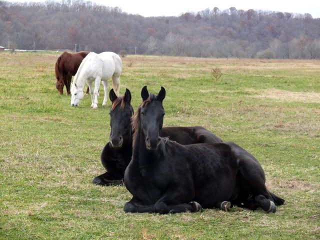 P1000739.jpg