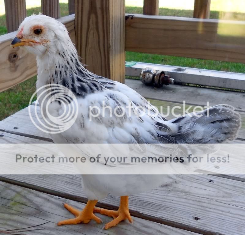 evelyn1.jpg