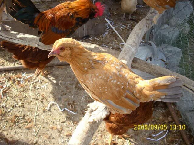 Sept08mybirds009.jpg