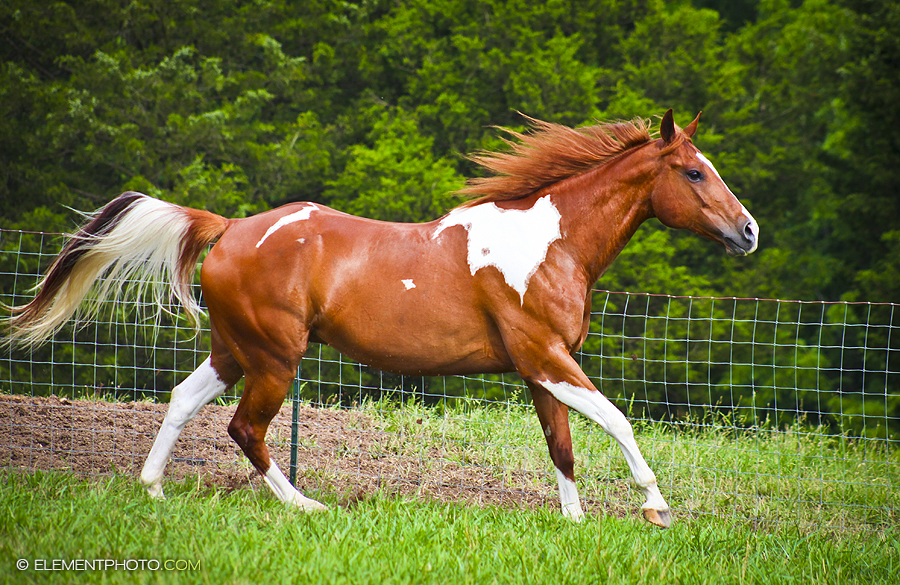 chestnut_tobiano_paint_horse_by_venomxbaby-d6nzghn.png