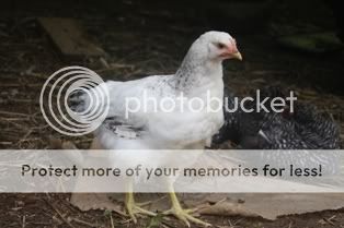 5262009chickens028.jpg