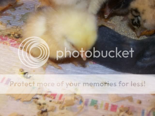 chickorder008.jpg