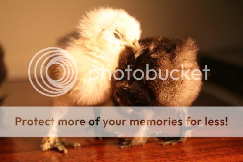 chickssss056.jpg