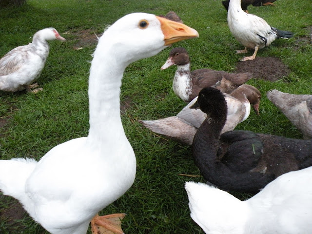 DSCN3687.JPG