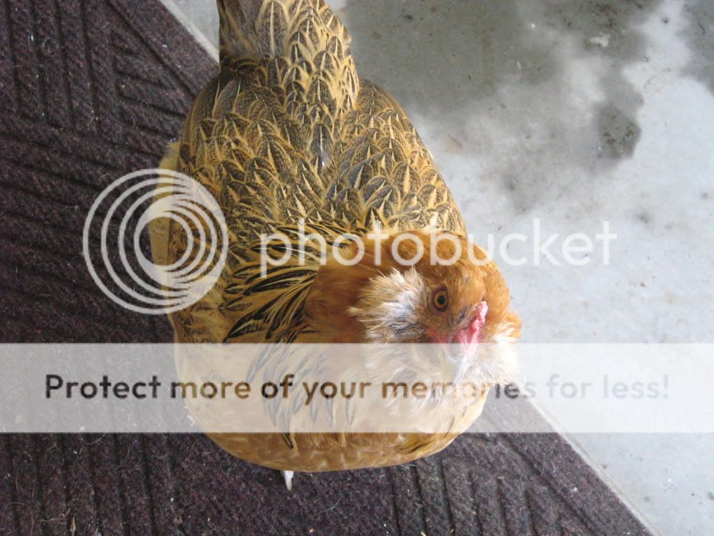 NewChickens9-21-10002.jpg