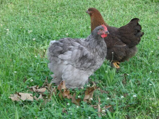 blueandpartridge.jpg