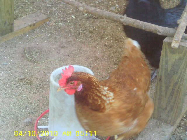IMAG0008-1.jpg