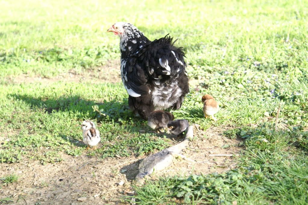 mychickens088.jpg
