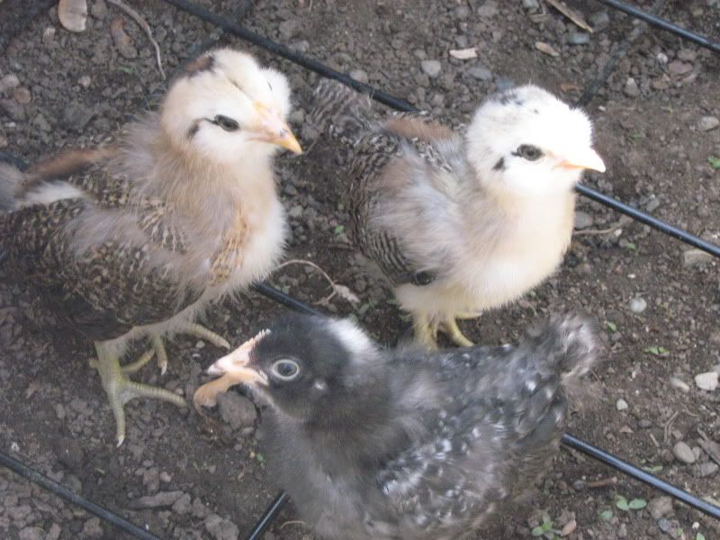Chicks154.jpg