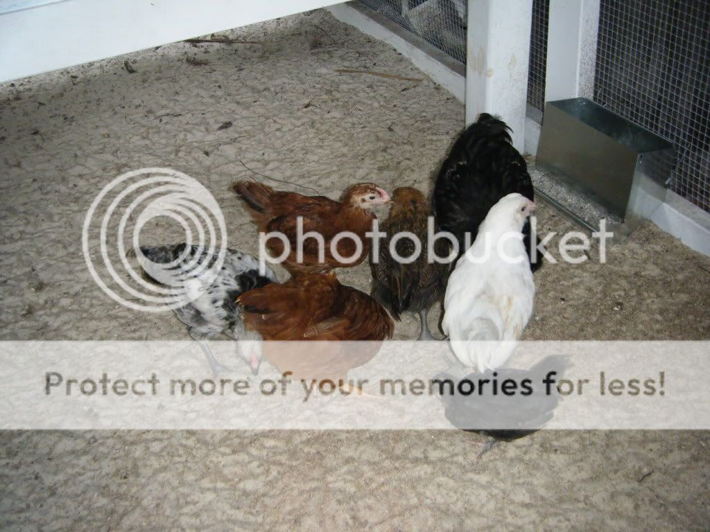 DSCF48662.jpg