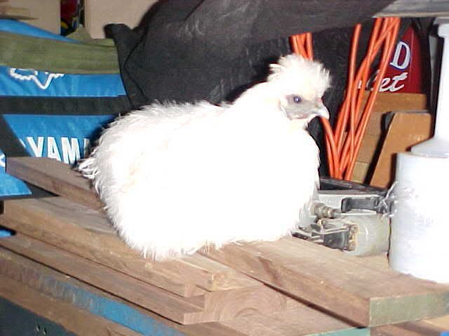 CottonHangingOutInGarage.jpg