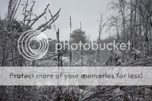 Dec26063.jpg