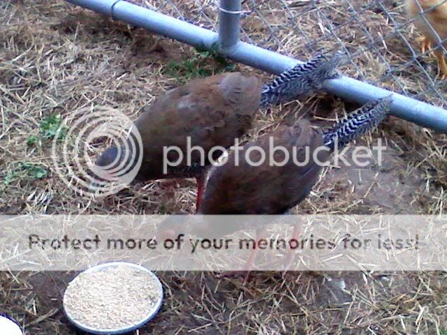 silver2.jpg