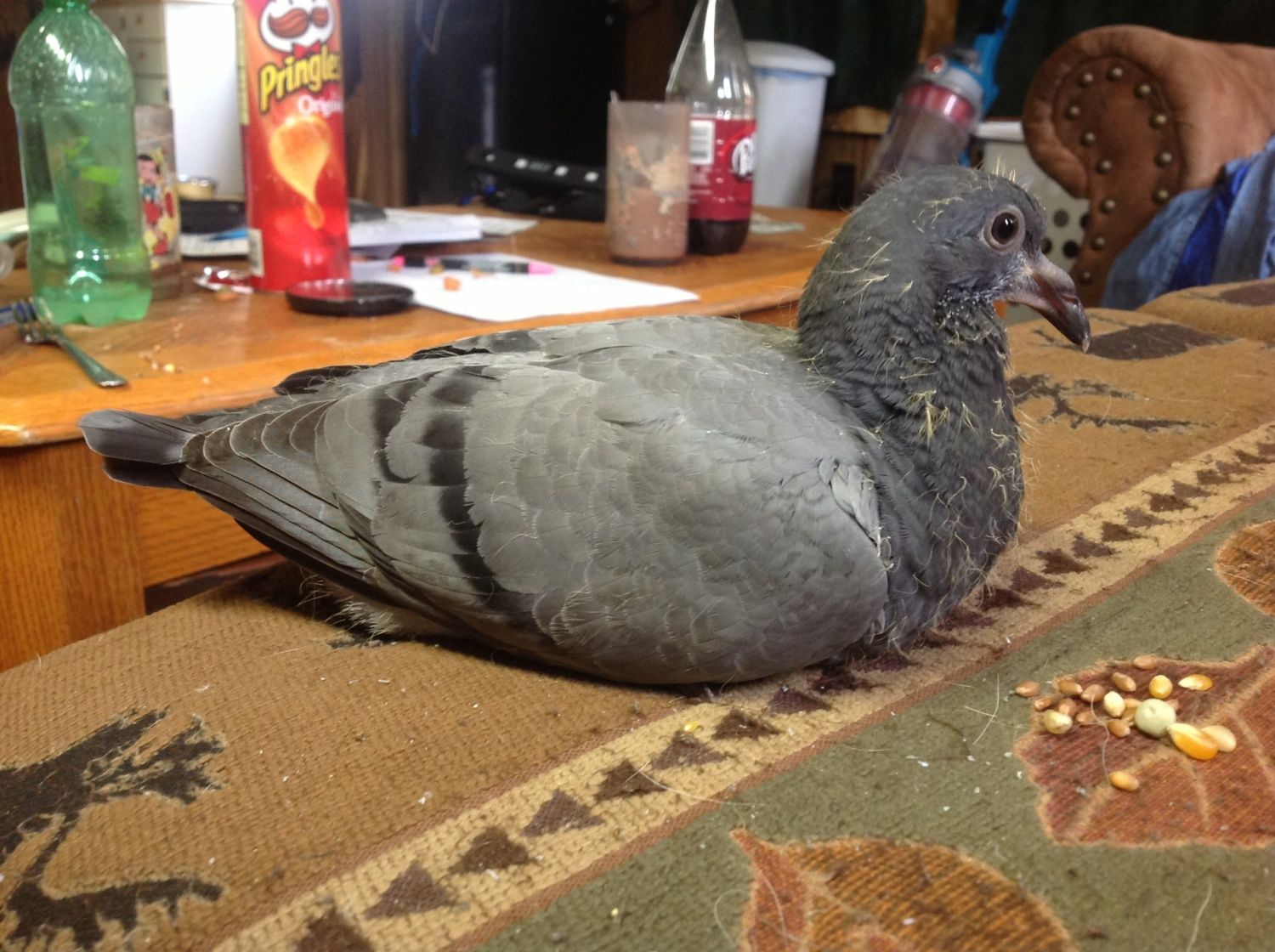 Homing Pigeon BackYard Chickens