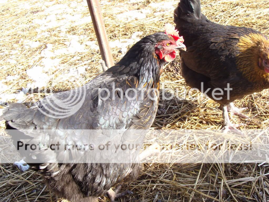 ChickPicks255.jpg