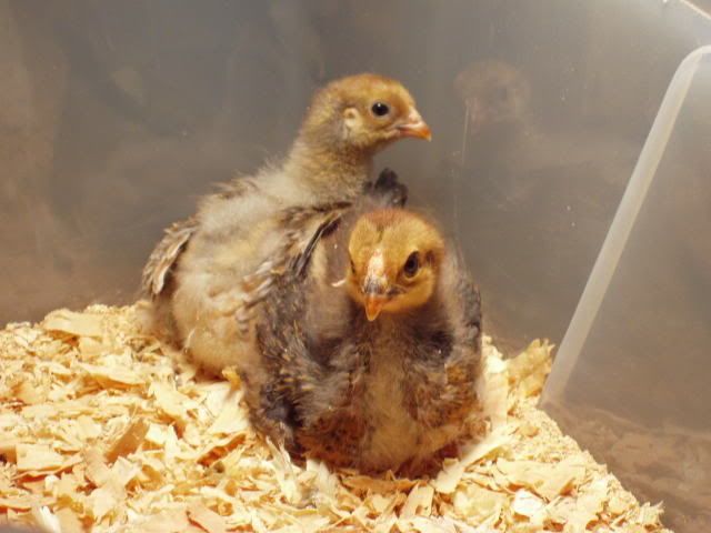 Chickens072.jpg