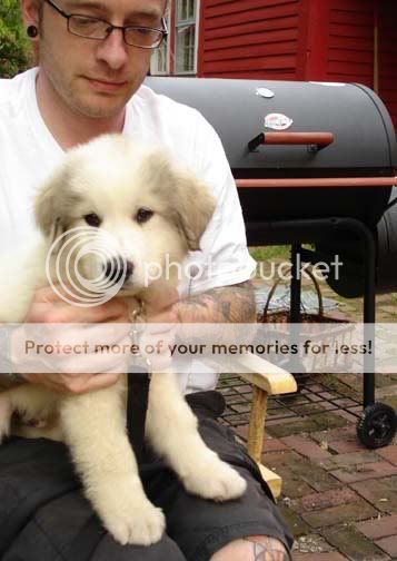 Puppy3.jpg