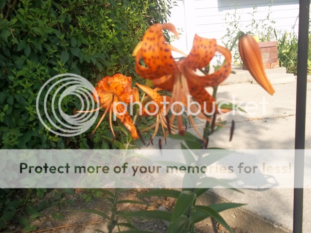 Flowers024.jpg