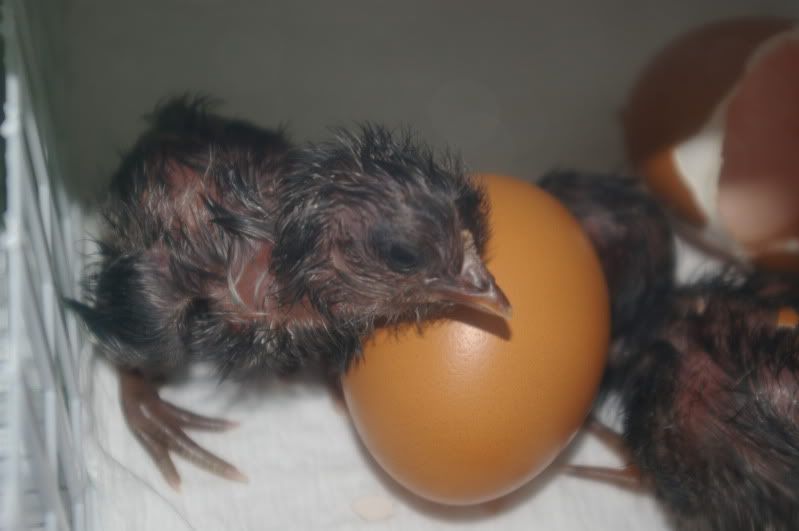 sept10chicks034.jpg