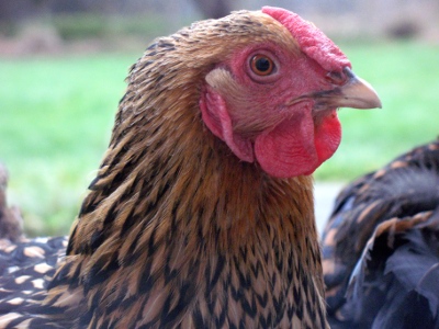 20090114_chickens_03.jpg