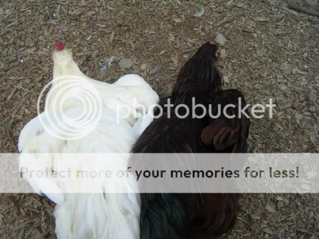 DSCF3361.jpg