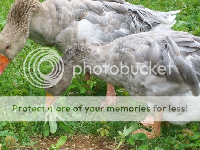 goslings742.jpg