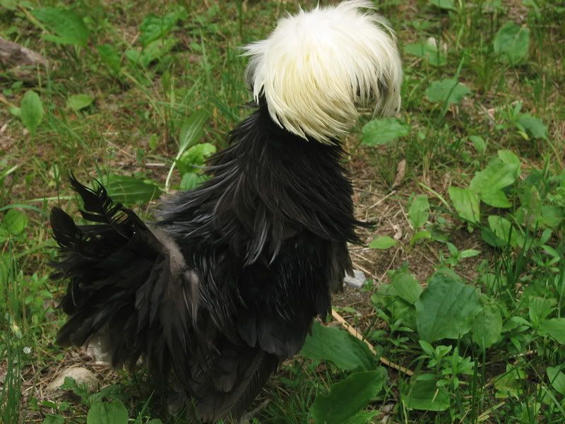 silkies073.jpg