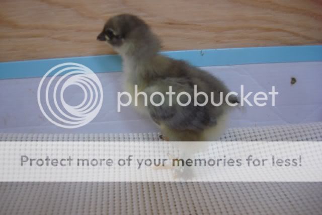 ChickCochinPullet.jpg