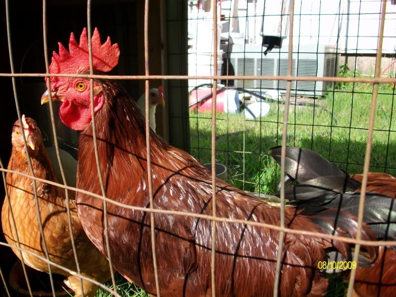 roosters003.jpg