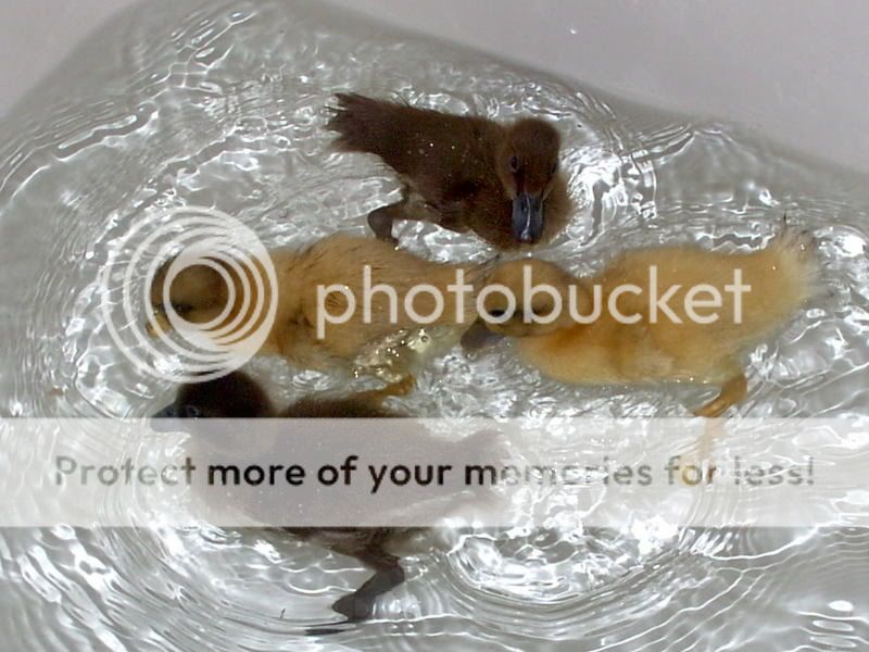 ducks2.jpg